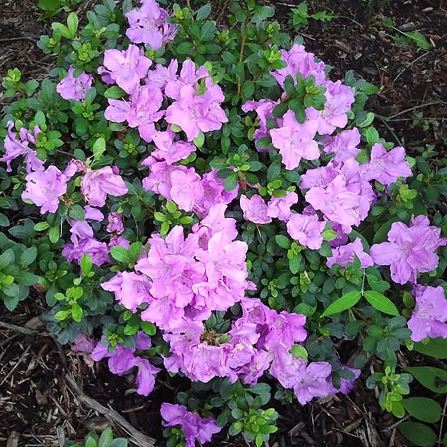 EXBURY AZALEA - LILAC LIGHTS
