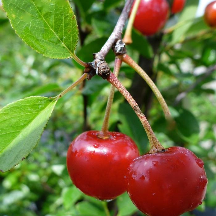 PRUNUS KERRASIS - VALENTINE
