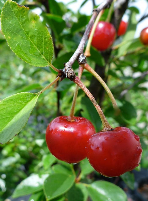 PRUNUS KERRASIS - VALENTINE