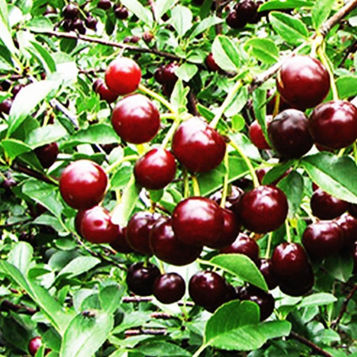 PRUNUS KERRASIS - ROMEO