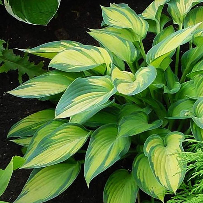 HOSTA - JUNE