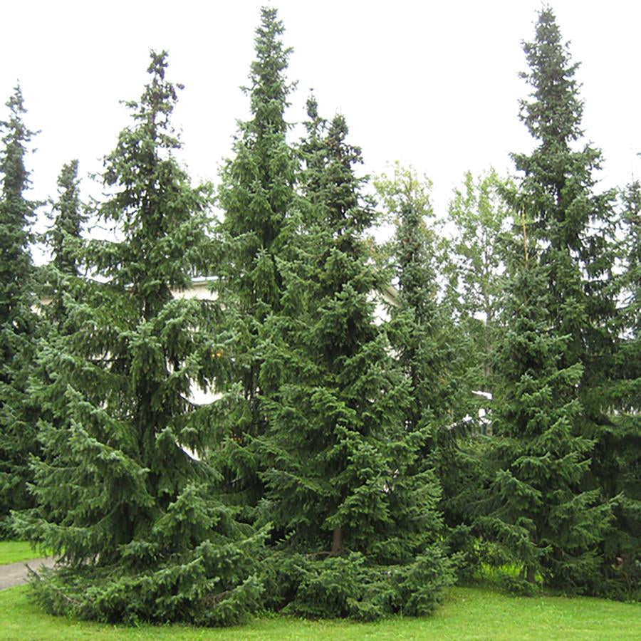 PICEA - SERBIAN SPRUCE