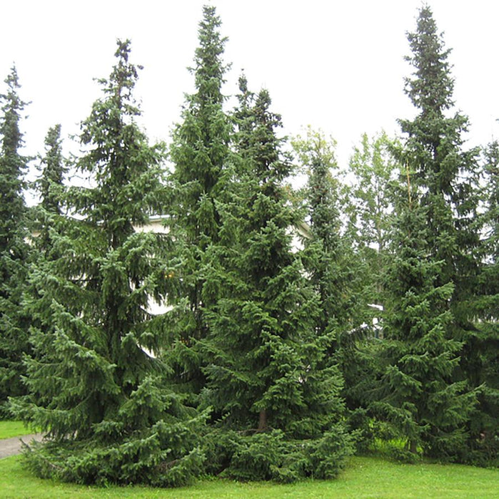 PICEA - OMORIKA