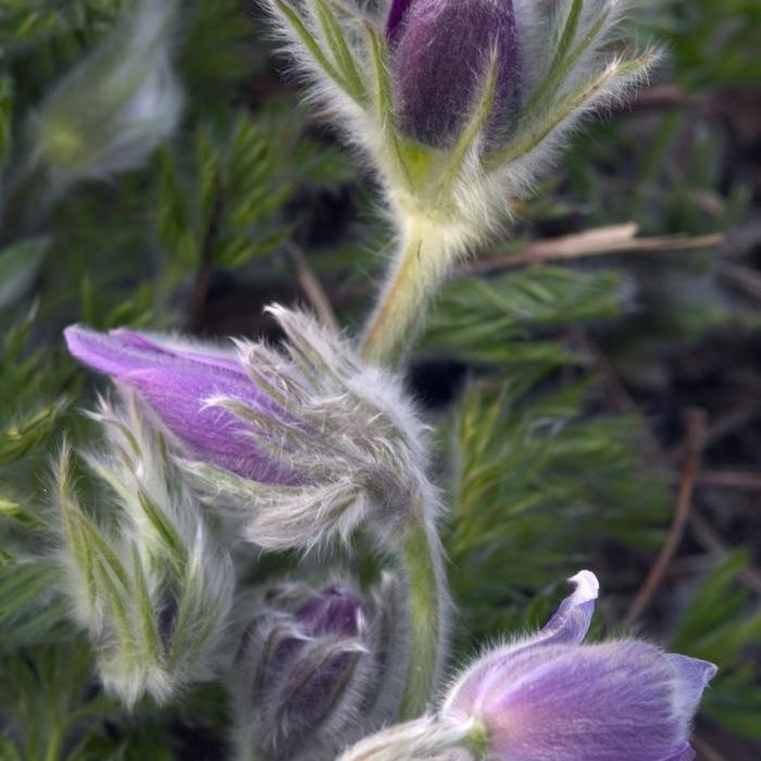PULSATILLA VULGARIS