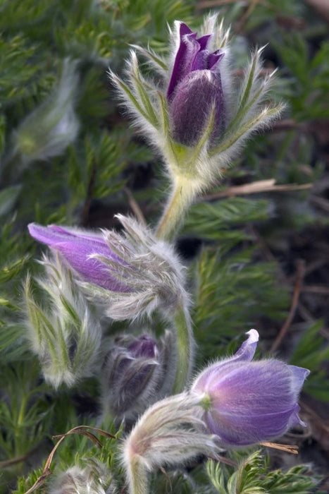 PULSATILLA VULGARIS