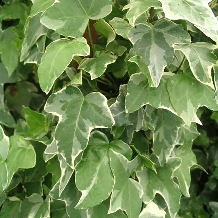 HEDERA HELIX - GLACIER