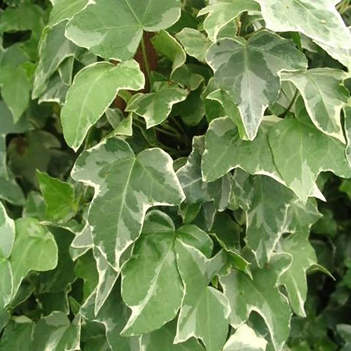 HEDERA HELIX - GLACIER