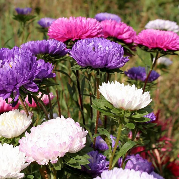ASTER ALPINUS - DWARF MIX