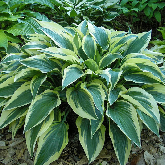 HOSTA - BOBCAT