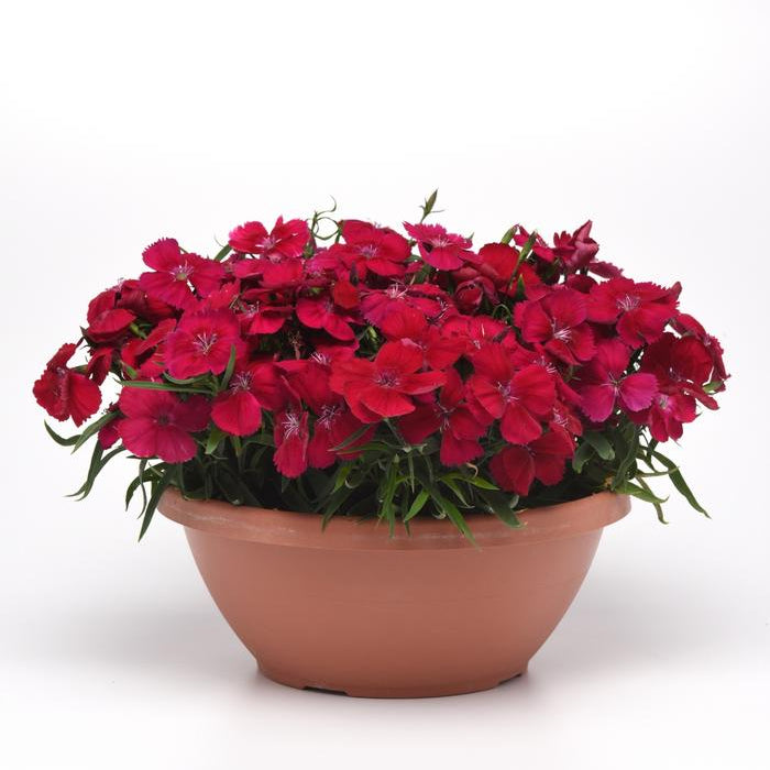 DIANTHUS CORONET - CHERRY RED