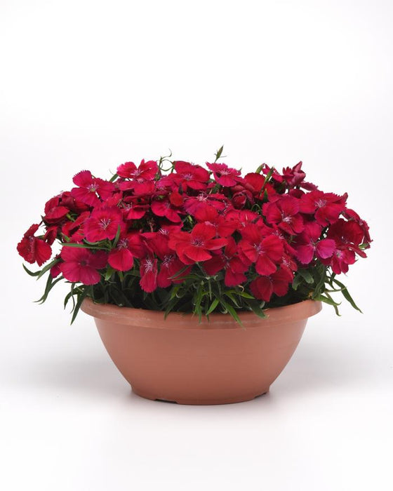 DIANTHUS CORONET - CHERRY RED