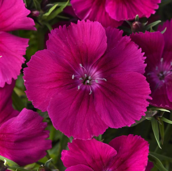 DIANTHUS CORONET - PURPLE