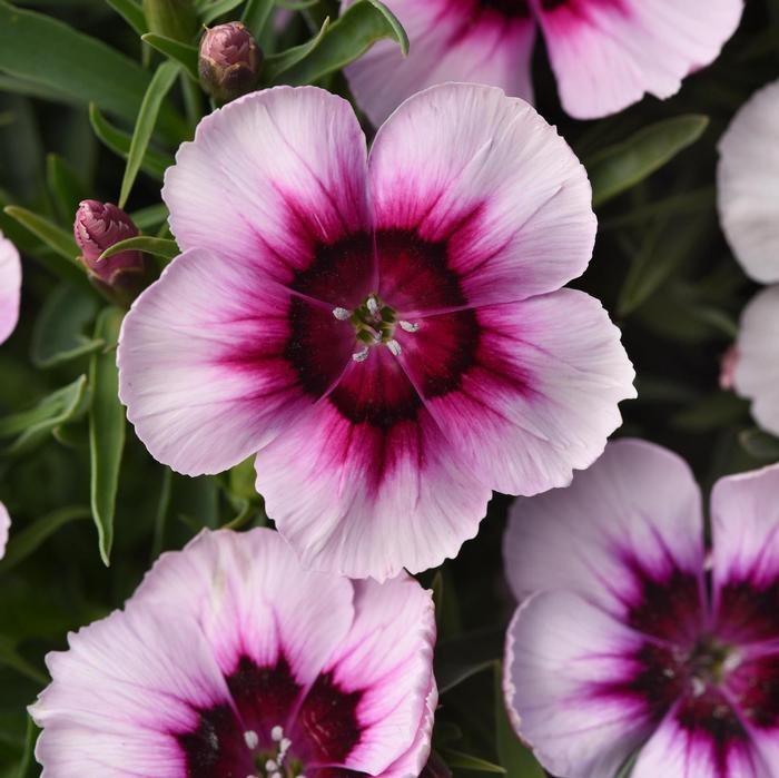 DIANTHUS CORONET - WHITE PURPLE EYE