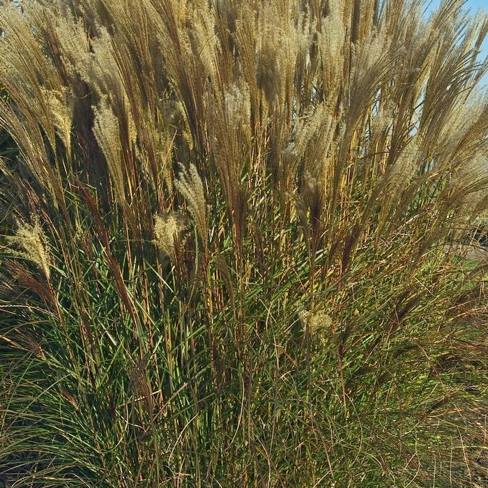 MISCANTHUS SINENSIS - NIPPON