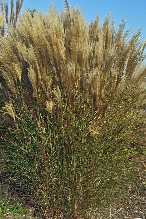 MISCANTHUS SINENSIS - NIPPON