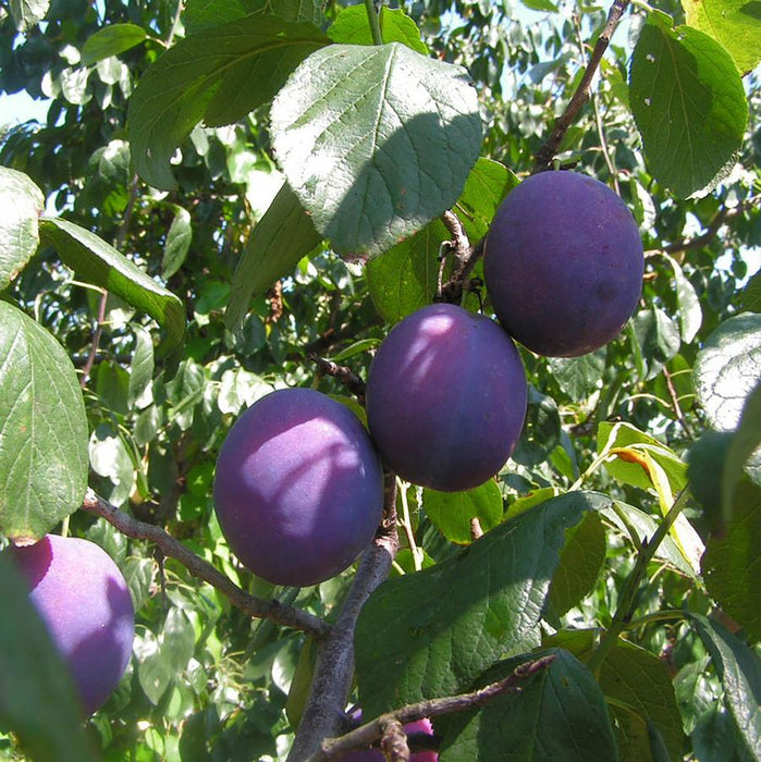 PRUNUS KERRASIS - PLUM COMBINATION