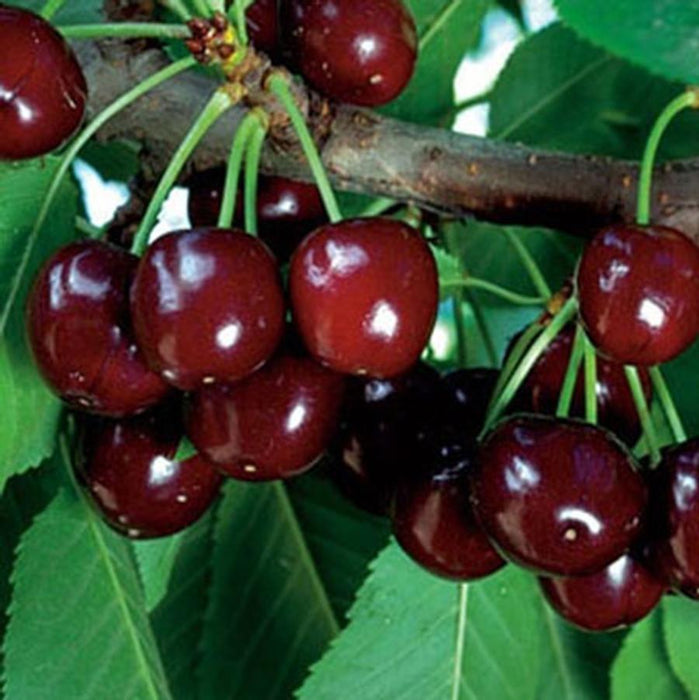 PRUNUS KERRASIS - CRIMSON PASSION