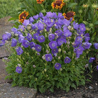 CAMPANULA CARPATICA - PEARL DEEP BLUE