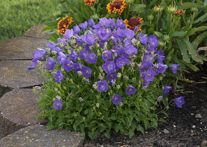 CAMPANULA CARPATICA - PEARL DEEP BLUE