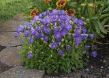 CAMPANULA CARPATICA - PEARL DEEP BLUE
