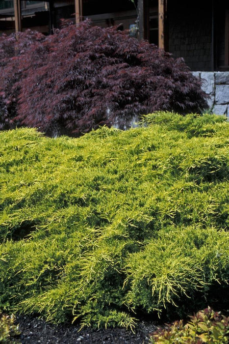 JUNIPERUS CHINENSIS - GOLD COAST
