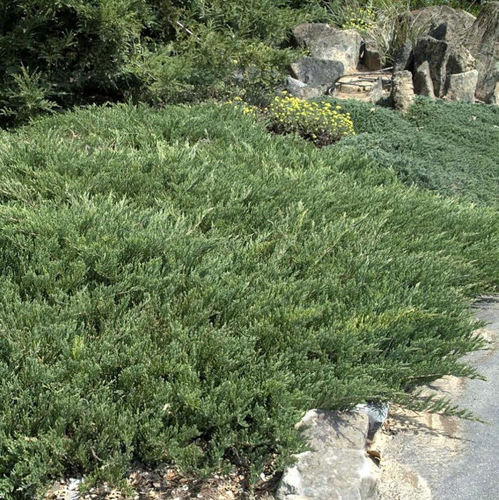 JUNIPERUS HORIZONTALIS - PLUMOSA COMPACTA