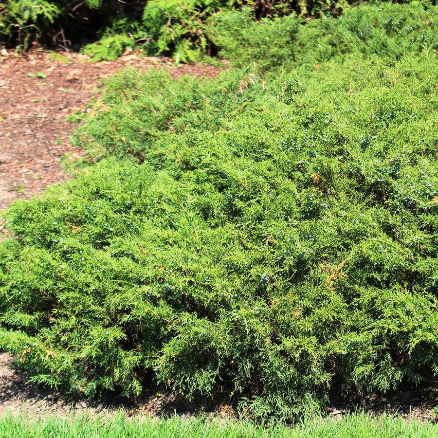 JUNIPERUS CHINENSIS - SAVIN