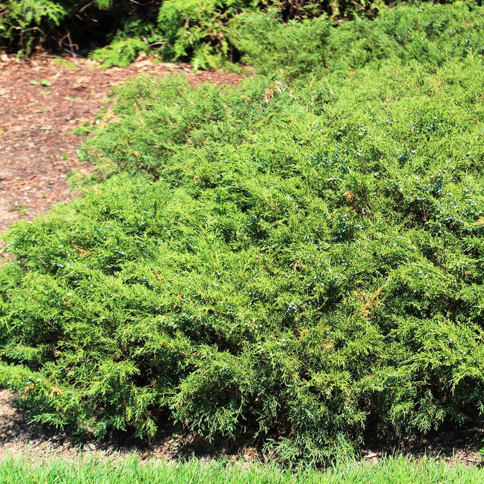 JUNIPERUS CHINENSIS - SABINA