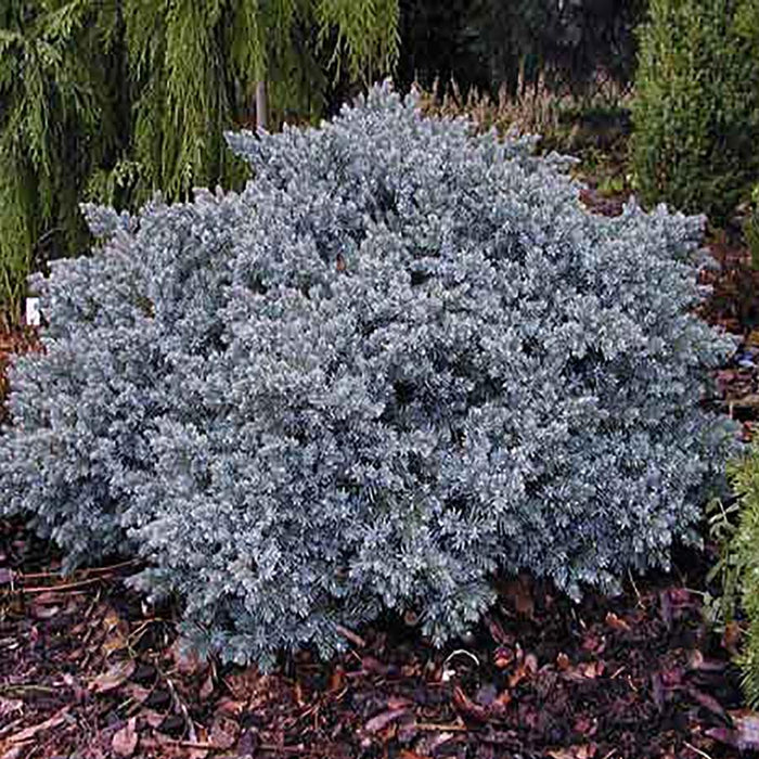 JUNIPERUS SQUAMATA - BLUE STAR