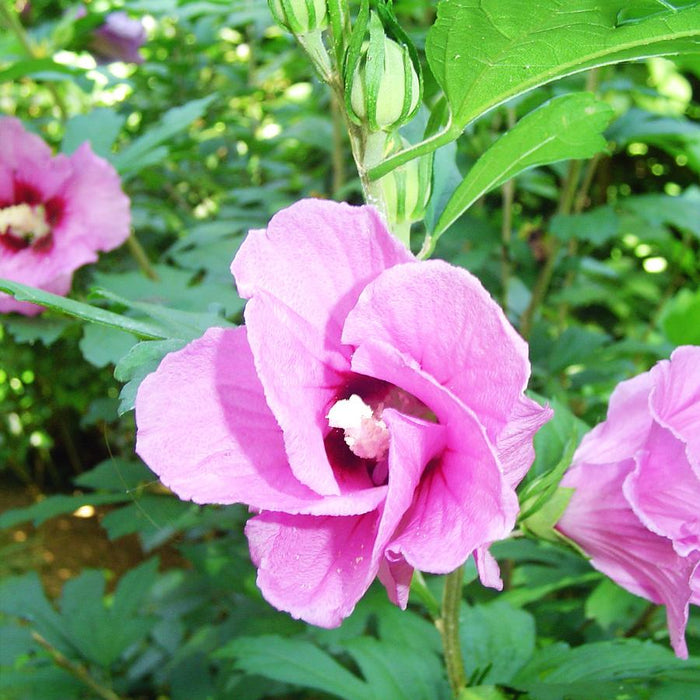 HIBISCUS SYRIACUS - PINK GIANT