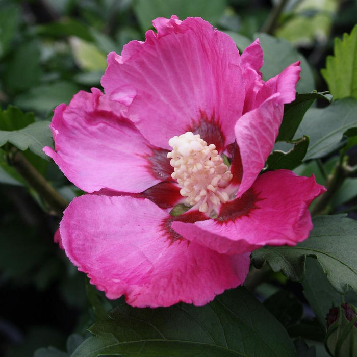 HIBISCUS SYRIACUS - WOODBRIDGE
