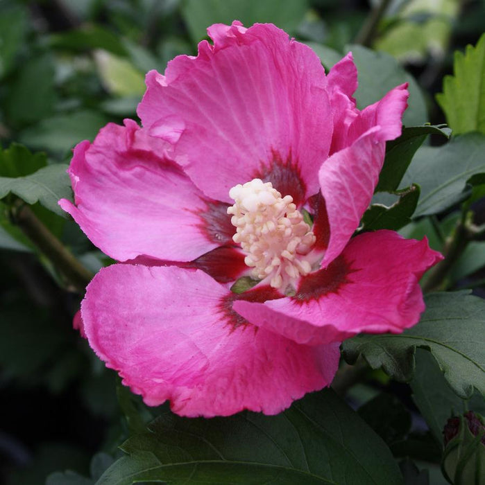 HIBISCUS SYRIACUS - WOODBRIDGE