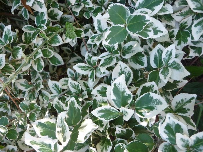 EUONYMUS FORTUNEI - EMERALD GAIETY