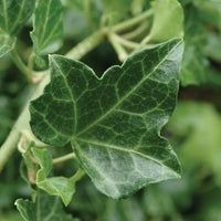 HEDERA HELIX - BALTICA