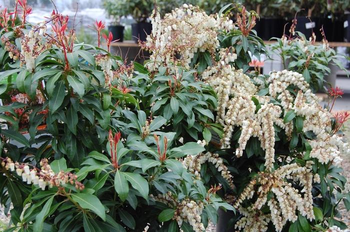 PIERIS JAPONICA - MOUNTAIN FIRE