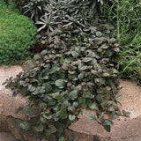 AJUGA REPTANS - BRONZE BEAUTY