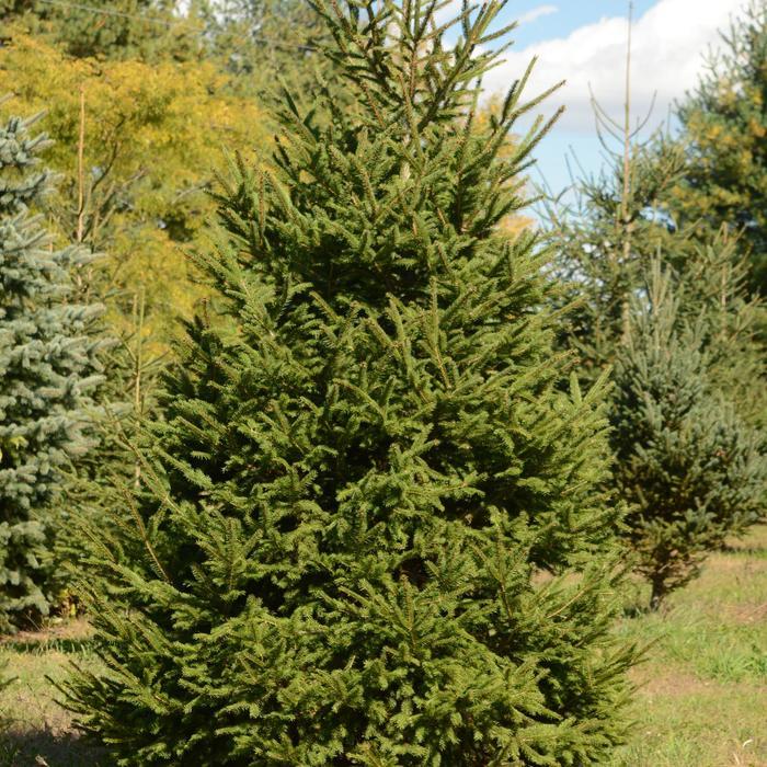 PICEA ABIES