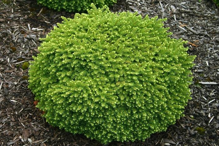 PICEA ABIES - LITTLE GEM