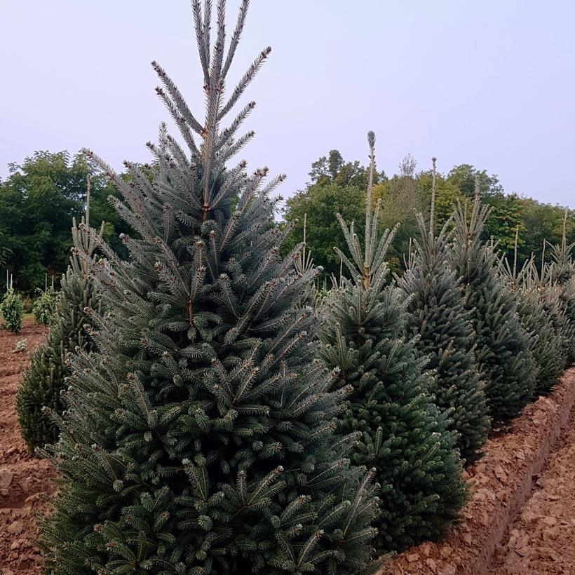 PICEA GLAUCA - MONTROSE CHARM