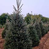 PICEA GLAUCA - MONTROSE CHARM