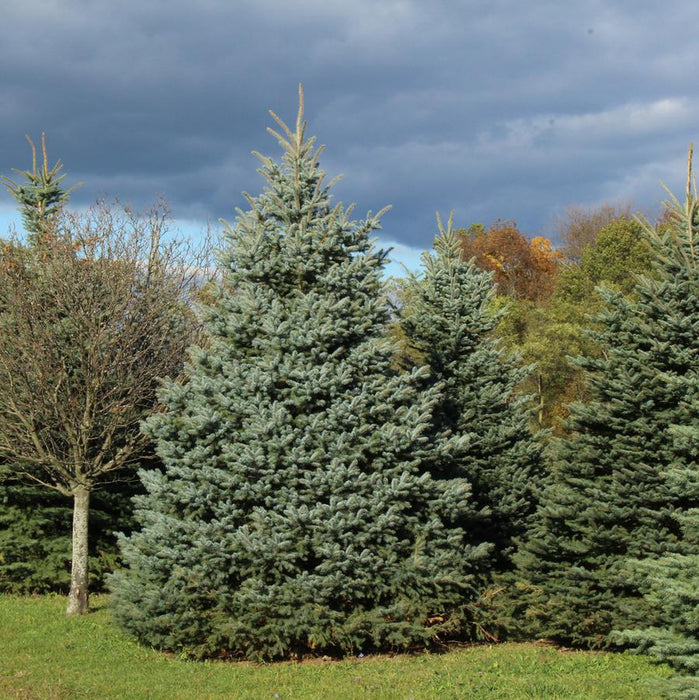 PICEA PUNGENS - BABY BLUE
