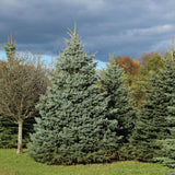 PICEA PUNGENS - BABY BLUE