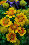 GAILLARDIA ARISTATA - ARIZONA APRICOT