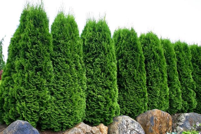 THUJA OCCIDENTALIS - EMERALD