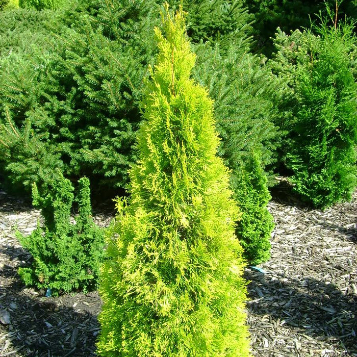 THUJA OCCIDENTALIS - JANTAR
