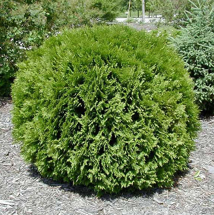 THUJA OCCIDENTALIS - LITTLE GIANT