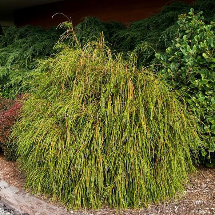 THUJA PLICATA - WHIPCORD