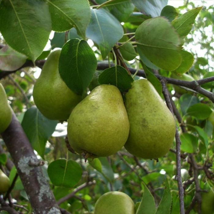 PYRUS COMMUNIS - BARTLETT