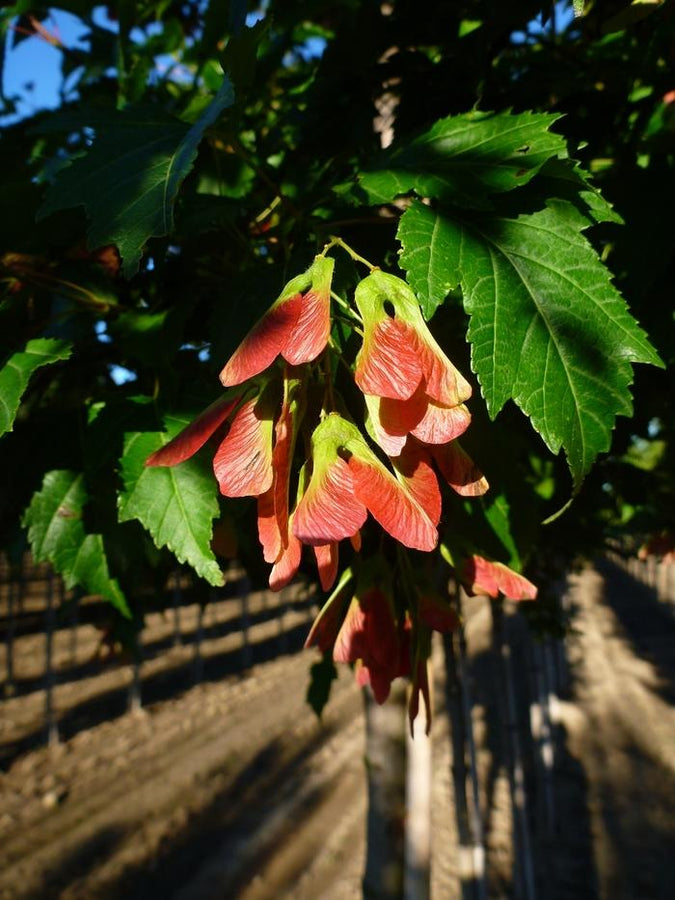 AMUR MAPLE - FLAME (CLUMP)