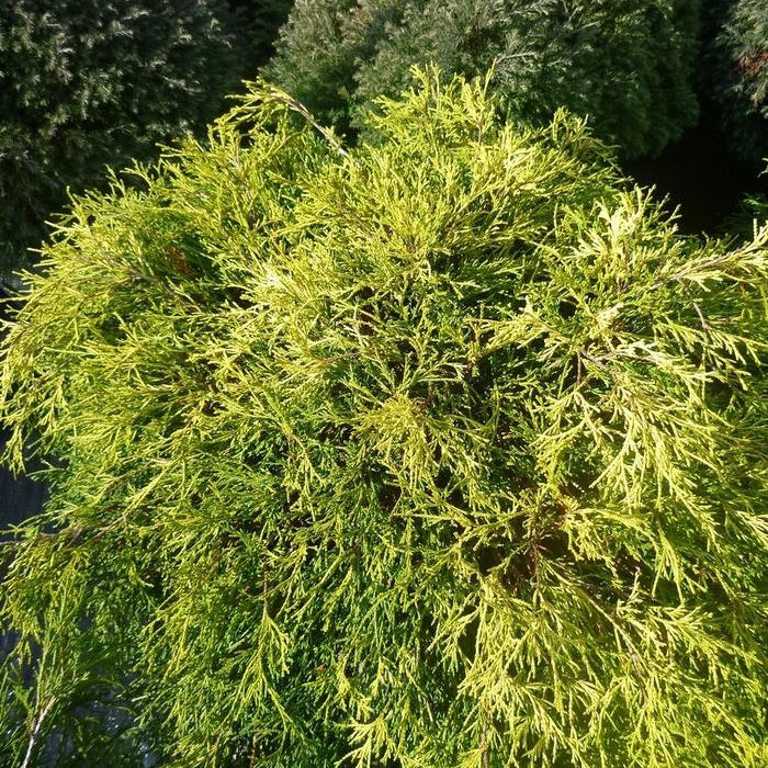 CHAMAECYPARIS PISIFERA FILIFERA - SUNGOLD